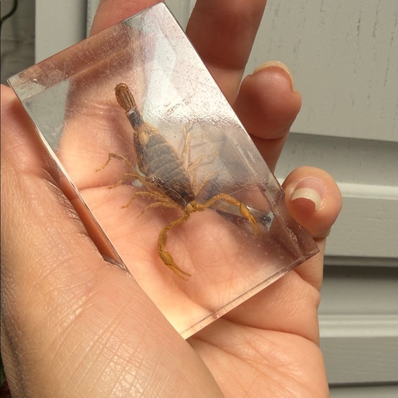Scorpion Paperweight 🦂 - Picture 4 of 15